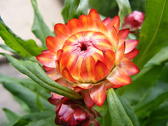 Vibrant orange and yellow strawflower bloom close-up