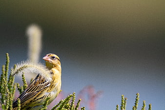 Yellow bird perched on green plant with blurred background