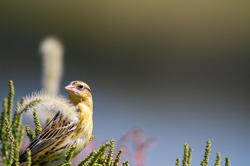 Yellow bird perched on green plant with blurred background