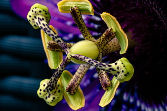Macro Close-Up of Exotic Spotted Passion Flower