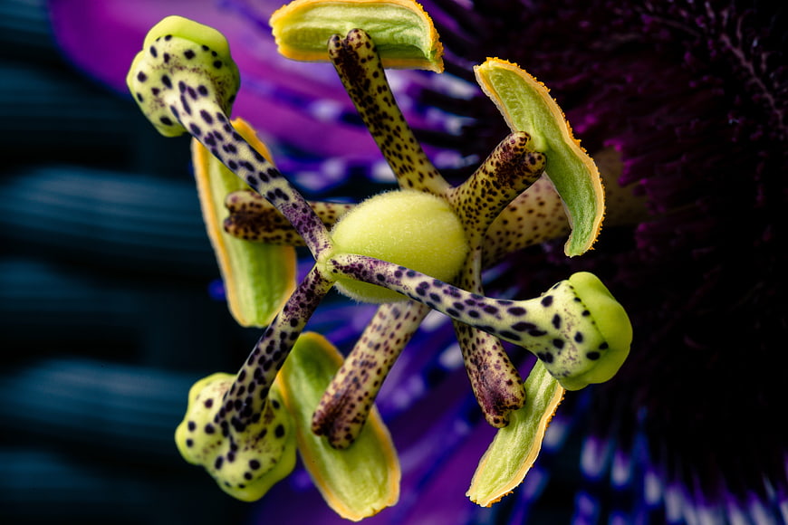 Macro Close-Up of Exotic Spotted Passion Flower
