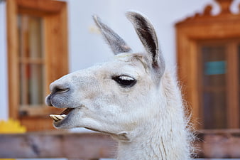 Close-up profile of a white llama with mouth open
