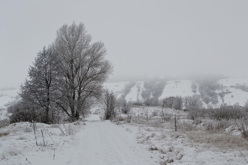 Snowy Winter Landscape with Frosted Trees and Foggy Hills