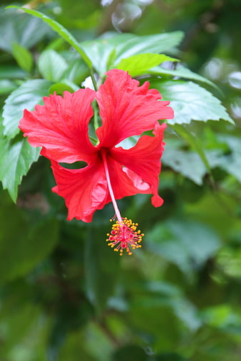 Vibrant Red Hibiscus Flower with Green Leaves