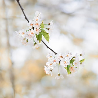 White Cherry Blossoms on Branch with Soft Blurred Background
