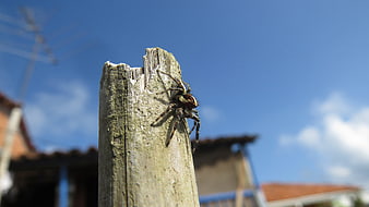 Jumping Spider on Wooden Post Against Blue Sky