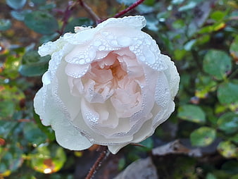 Close-up of white rose with water droplets