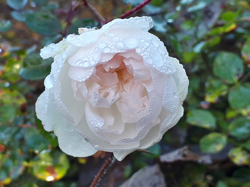 Close-up of white rose with water droplets