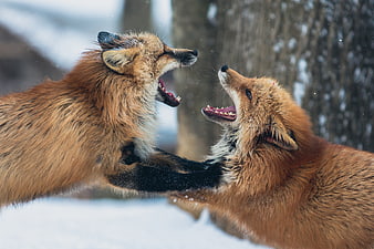 Two Red Foxes Fighting in Snowy Winter Forest