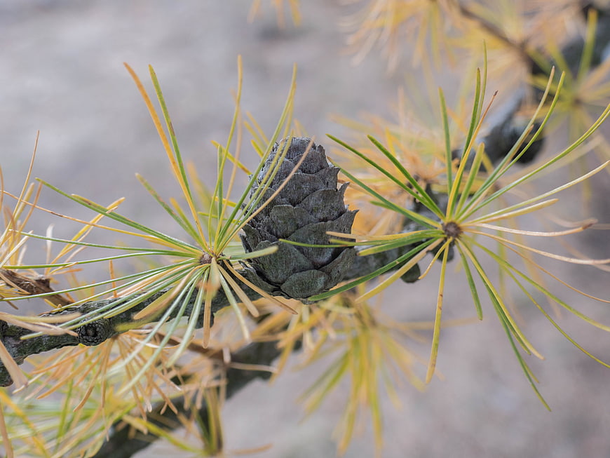 Close-up of pine cone and needles on branch