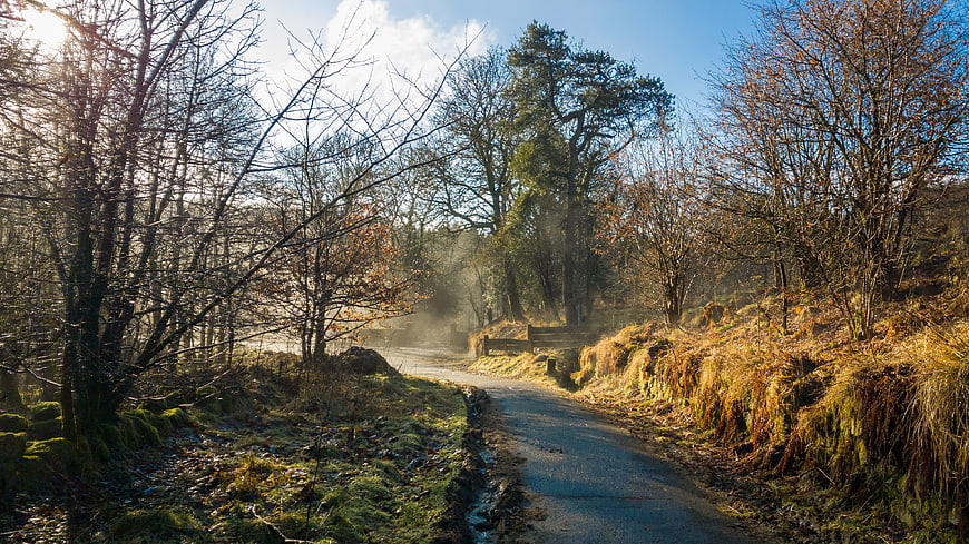 Misty Country Lane with Sunlight Through Trees