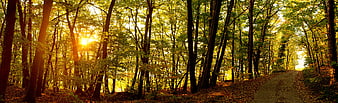 Sunlight streaming through autumn forest trees along a winding path