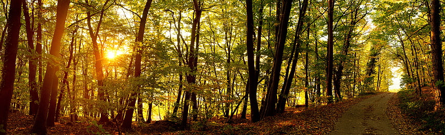 Sunlight streaming through autumn forest trees along a winding path