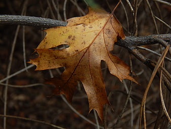 Close-up of dried brown oak leaf on branch