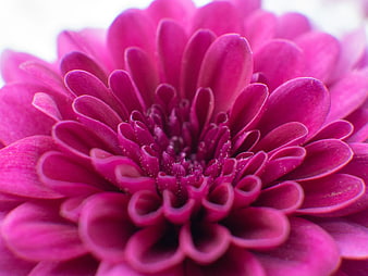 Close-up of vibrant pink chrysanthemum flower petals