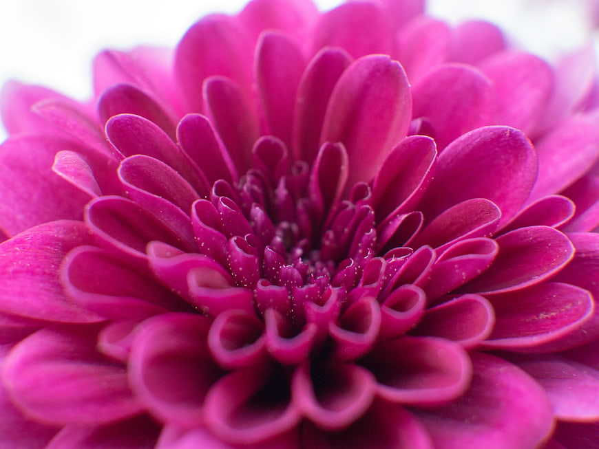 Close-up of vibrant pink chrysanthemum flower petals