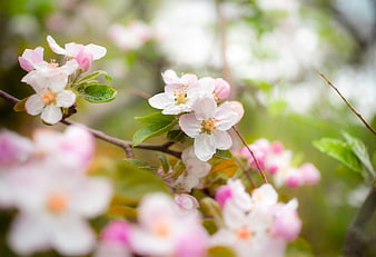 Close-up of delicate pink and white apple blossoms on a branch