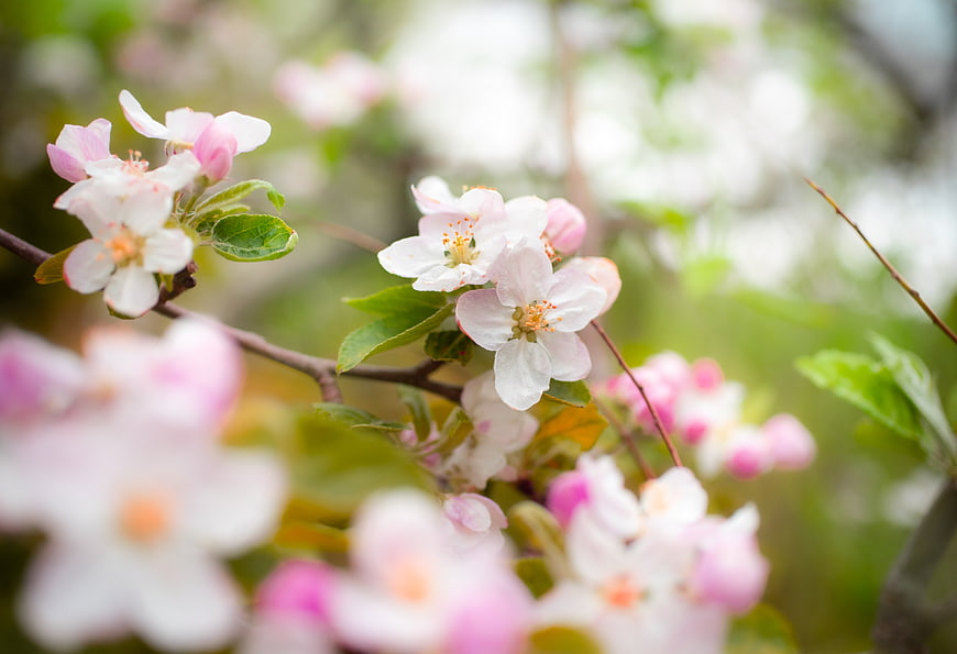 Close-up of delicate pink and white apple blossoms on a branch