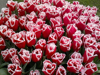 Vibrant Red and White Fringed Tulips in a Garden