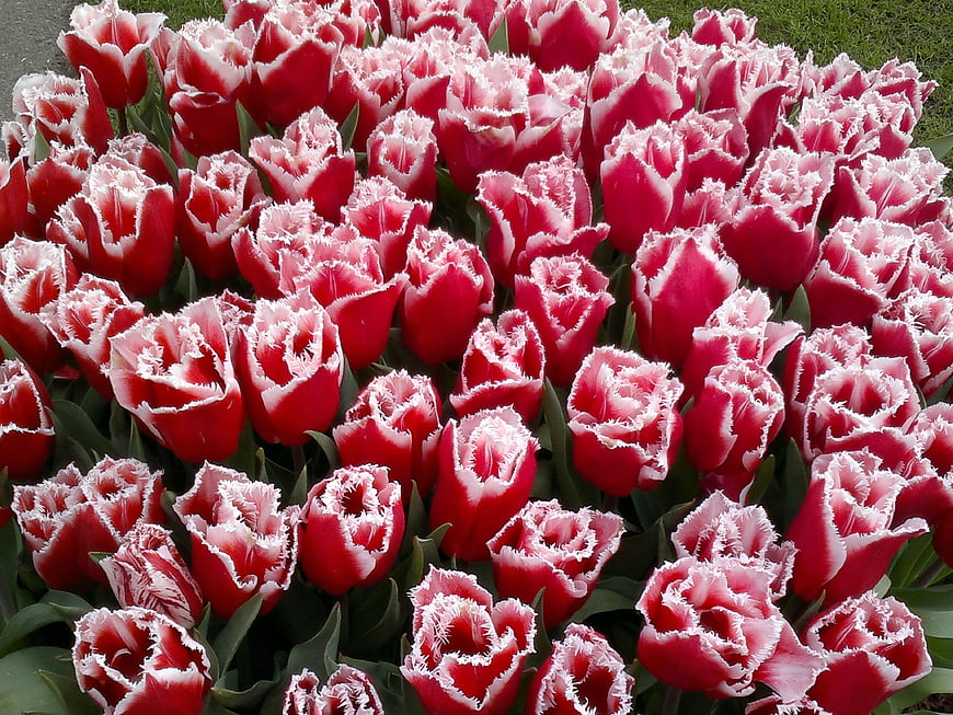 Vibrant Red and White Fringed Tulips in a Garden