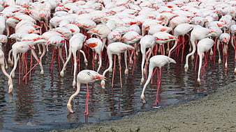 Large flock of pink flamingos feeding in shallow water