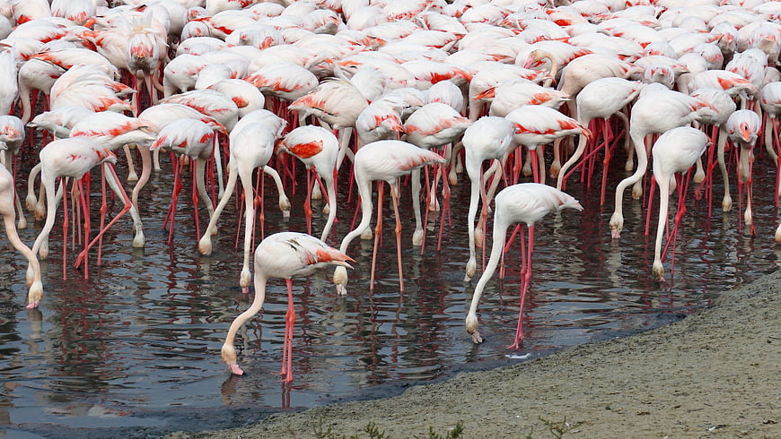Large flock of pink flamingos feeding in shallow water