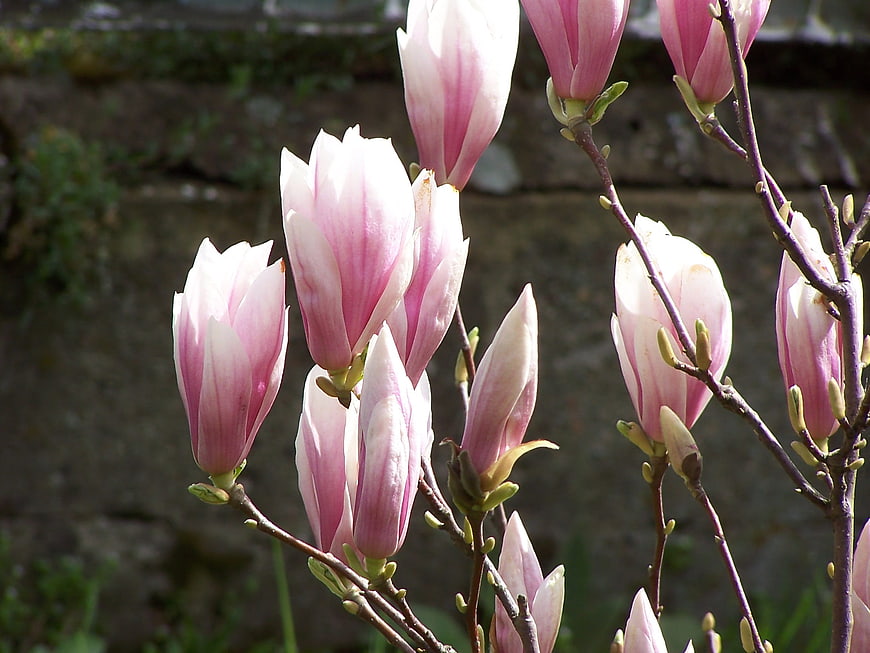 Pink Magnolia Blossoms Blooming on Branches in Spring
