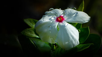 White Gardenia Flower with Water Droplets on Dark Background