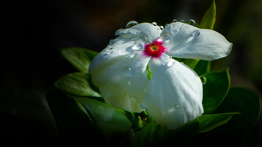 White Gardenia Flower with Water Droplets on Dark Background