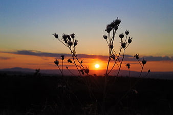 Silhouette of Wildflowers Against Vibrant Sunset Sky