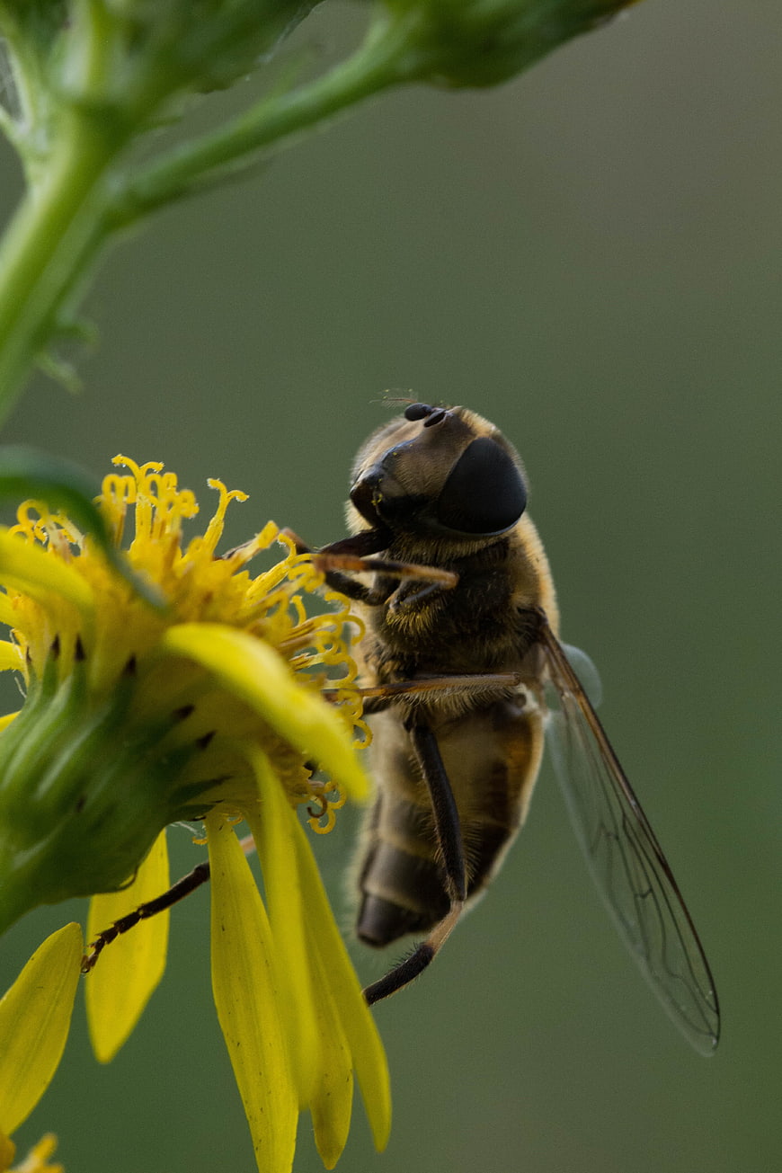 Close-up of a Hoverfly on a Yellow Flower