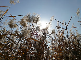 Sunlit reeds against blue sky in autumn park