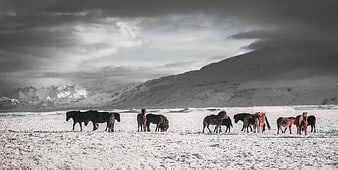 Herd of Icelandic Horses in Snowy Mountain Landscape