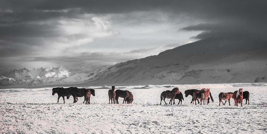 Herd of Icelandic Horses in Snowy Mountain Landscape