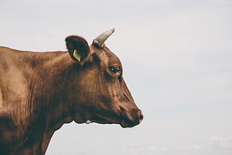 Close-up profile of a brown cow with ear tag against sky