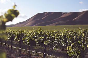 Sunlit vineyard rows with rolling hills in background