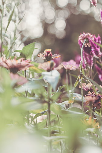Soft Focus Pink Zinnia Flowers in Garden with Bokeh