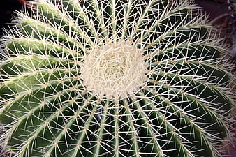 Top-down view of a golden barrel cactus with sharp spines