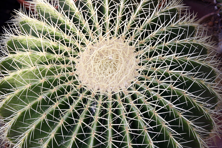 Top-down view of a golden barrel cactus with sharp spines