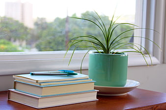 Stack of Books and Potted Plant on Wooden Table by Window