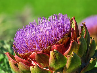 Blooming Purple Artichoke Flower Close-Up
