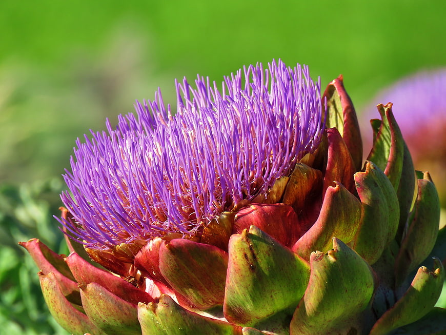 Blooming Purple Artichoke Flower Close-Up