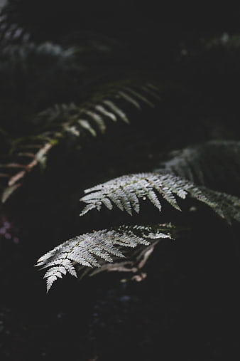 Dark moody fern leaves in shadowy forest setting