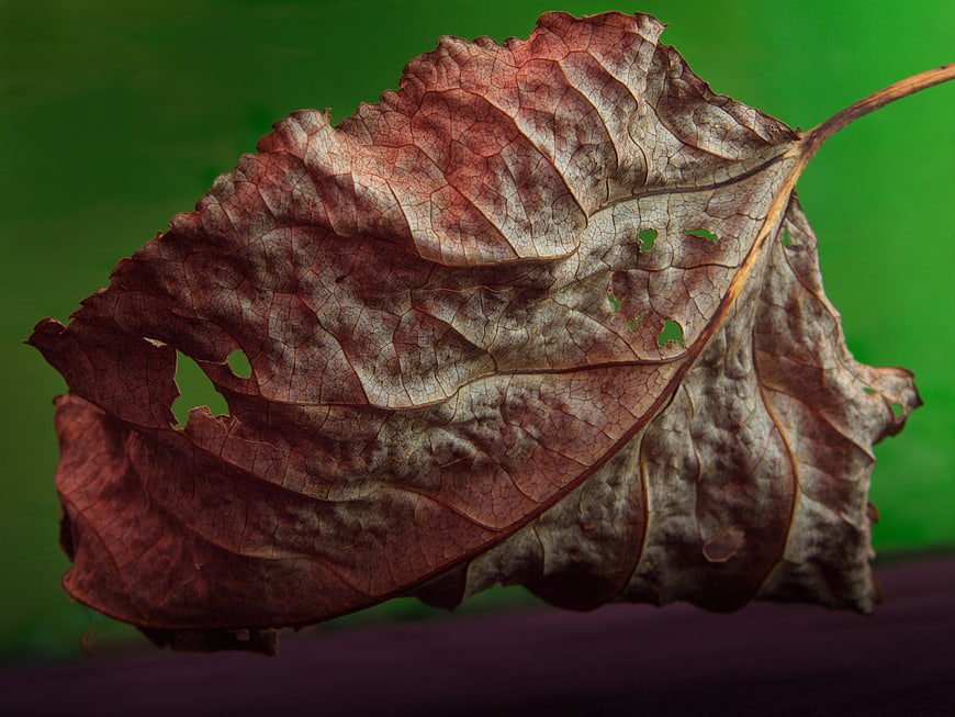 Close-up of dried brown leaf with green background