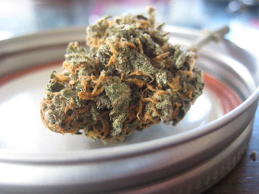 Close-up of a dried cannabis bud with trichomes on a white plate