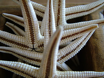 Close-up of white brittle starfish on wooden surface