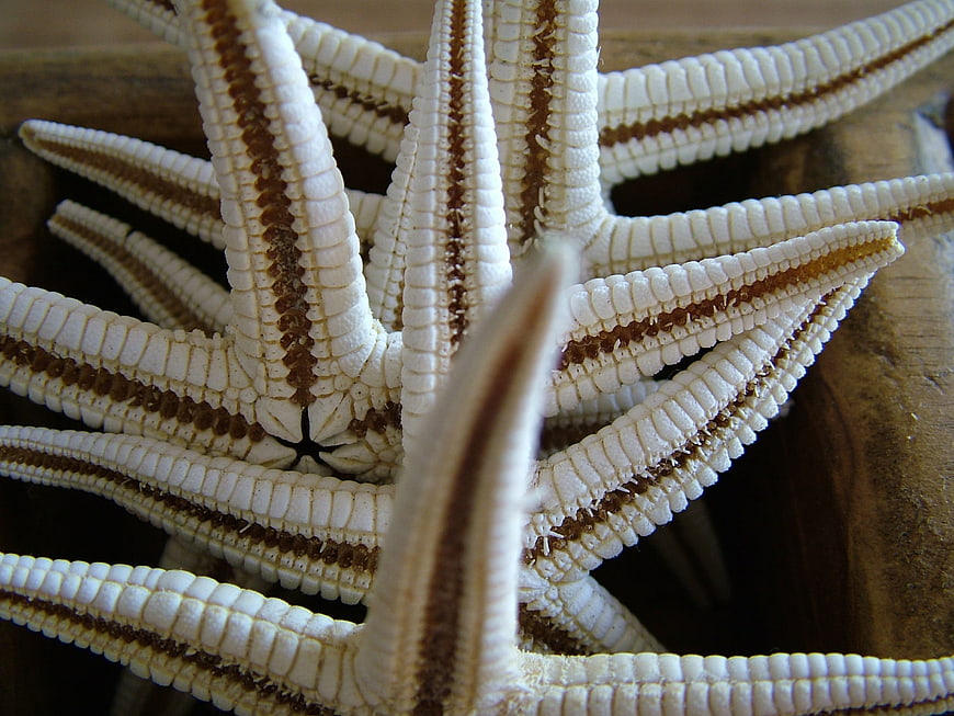 Close-up of white brittle starfish on wooden surface