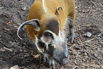 Close-up of a Red River Hog Foraging on Dirt Ground