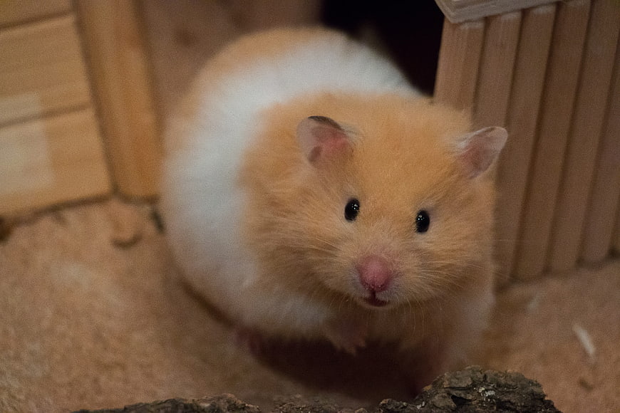 Cute Golden Hamster In Wooden Cage