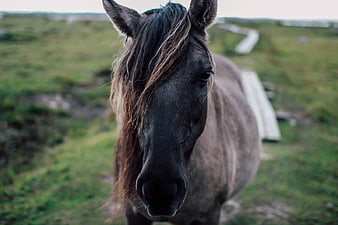 Close-up Portrait of Dark Horse in Green Pasture